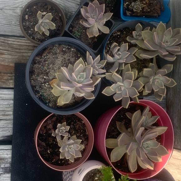 Thank you! Muchas Gracias! Grazie! Merci! Obrigando! - Picture 10 of 16